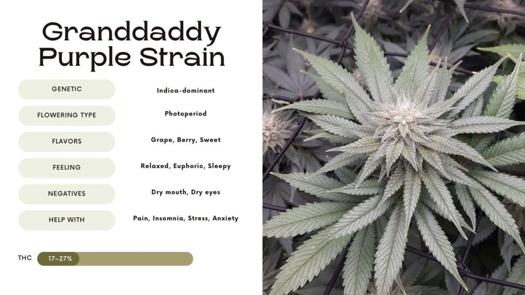 Granddaddy Purple Strain: The Ultimate Relaxation Experience - Vivosun - Best Granddaddy Purple Strain Schedule 1