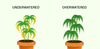 underwatered overwatered