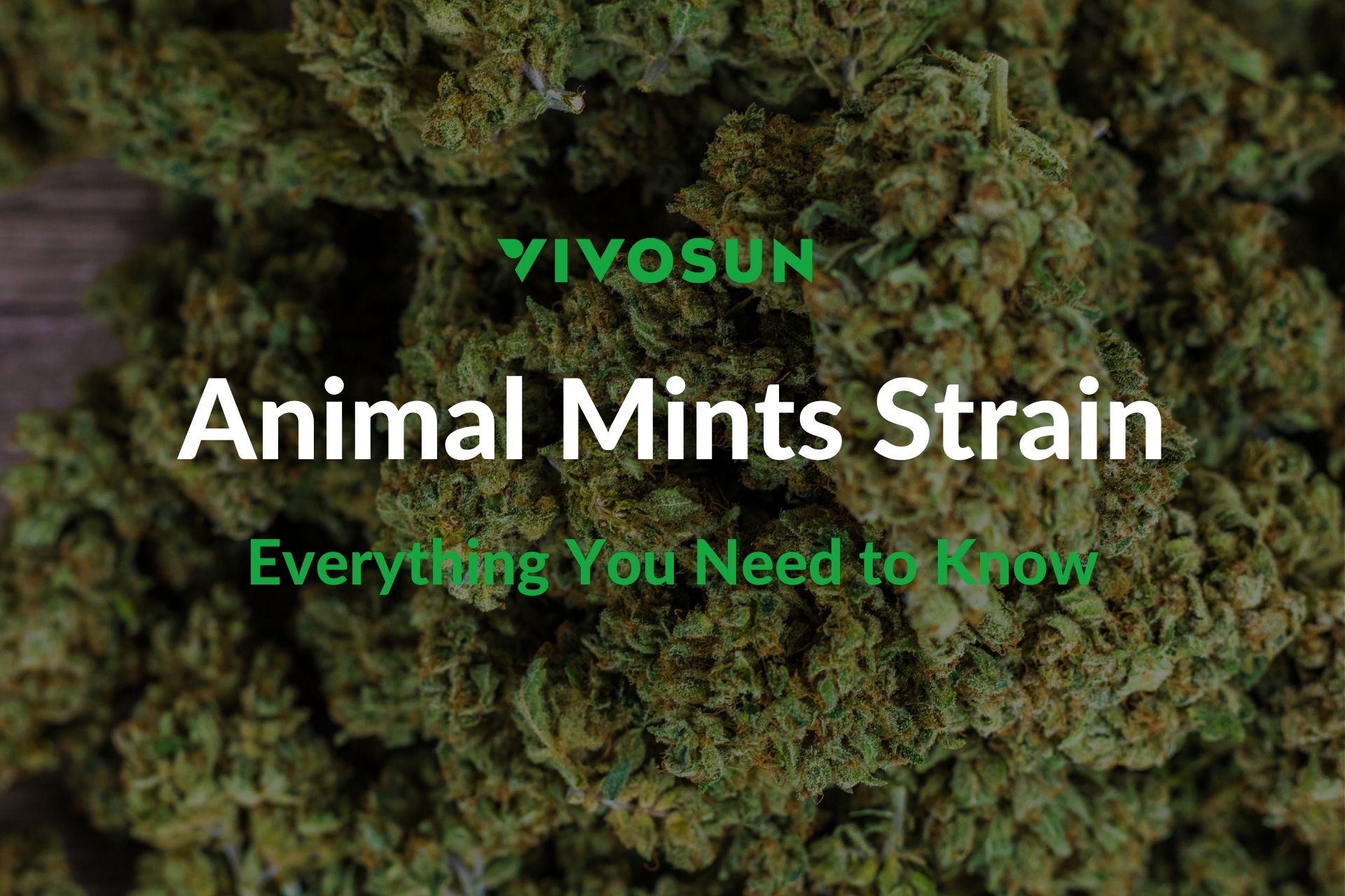 Animal Mints Strain: The Perfect Balance of Flavor and Potency - Vivosun