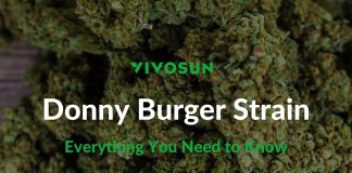 donny burger strain