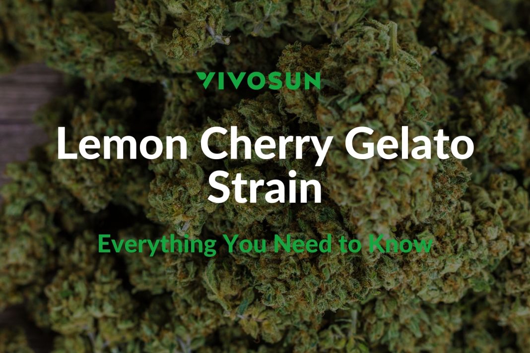 lemon cherry gelato strain