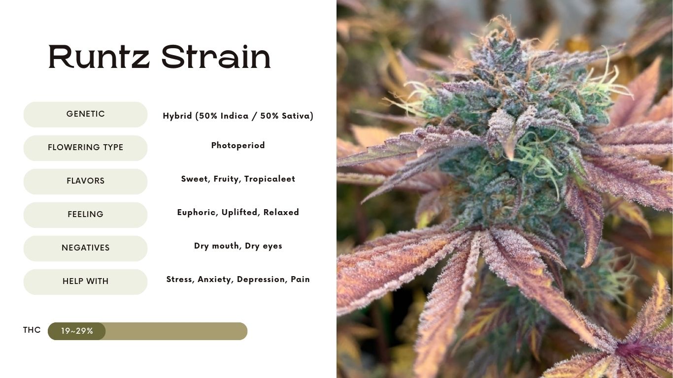 Runtz Strain: A Detailed Overview - Vivosun - How Many Types Of Runtz Strains Are There