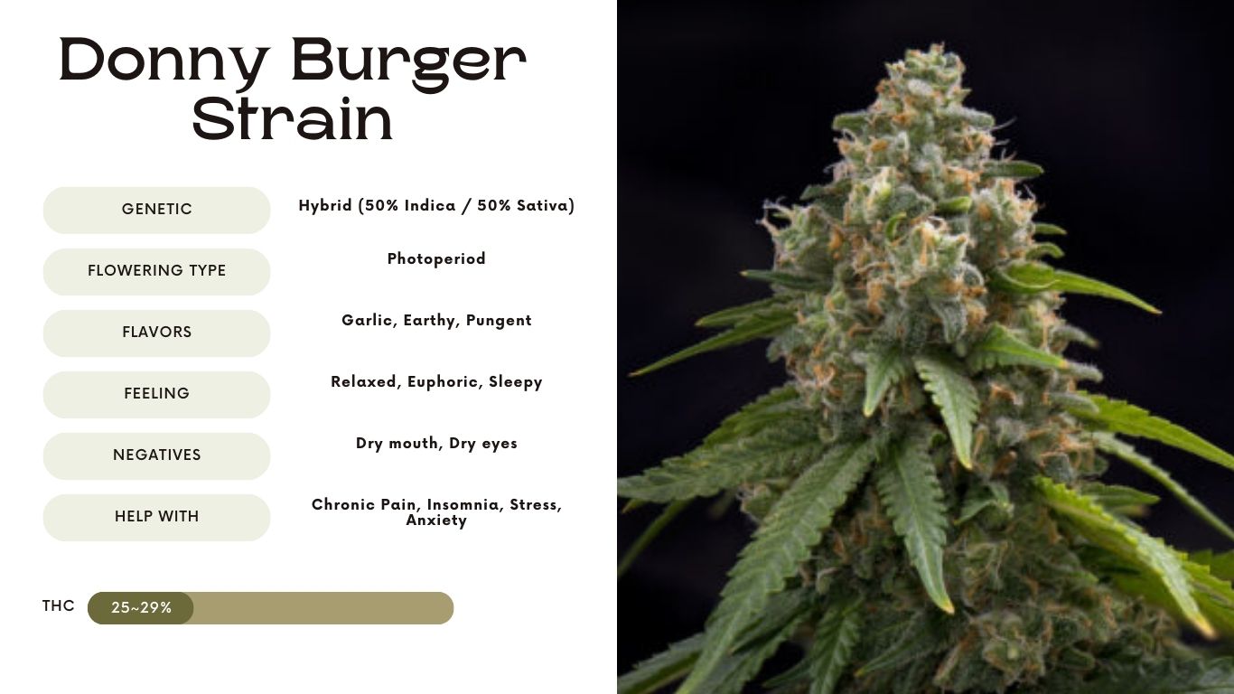 Donny Burger Strain: A Comprehensive Guide - Vivosun