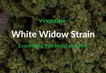 White Widow Strain