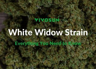 White Widow Strain