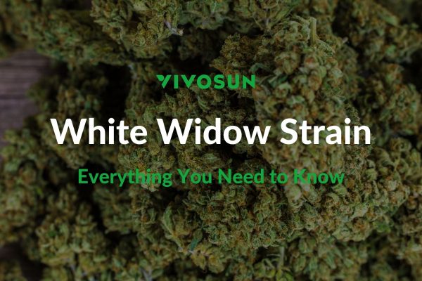 White Widow Strain