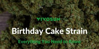 birthday cake strain