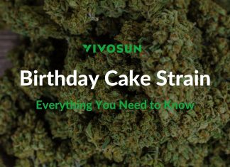 birthday cake strain