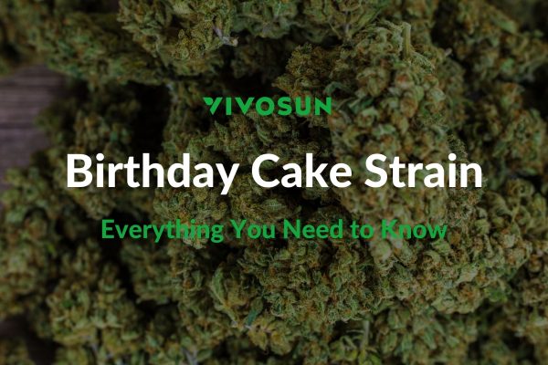 birthday cake strain