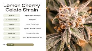 Lemon Cherry Gelato Strain: A Comprehensive Guide - Vivosun