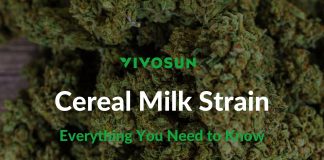 Cereal Milk Strain