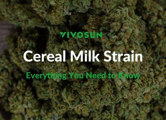 Cereal Milk Strain