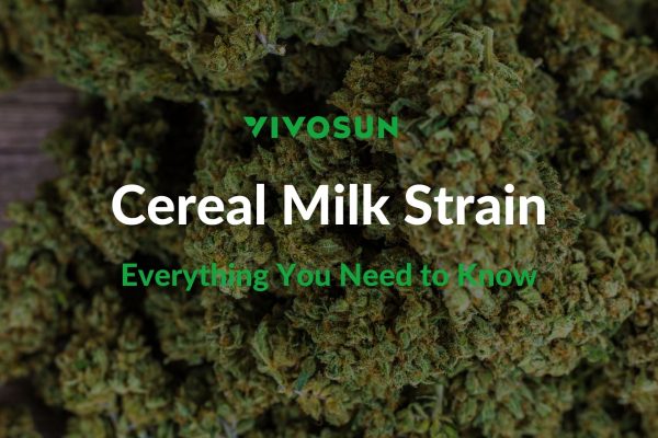 Cereal Milk Strain