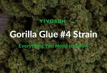 Gorilla Glue #4 Strain