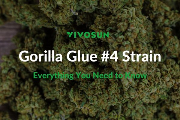 Gorilla Glue #4 Strain