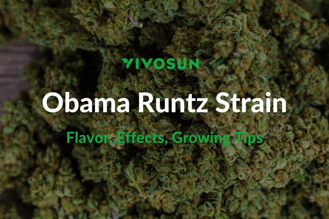 Obama Runtz Strain