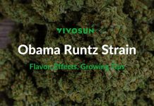 Obama Runtz Strain