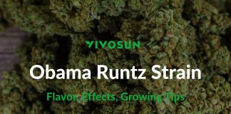 Obama Runtz Strain