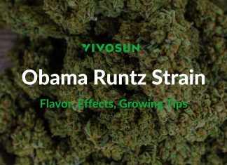 Obama Runtz Strain