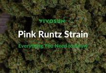 Pink Runtz Strain