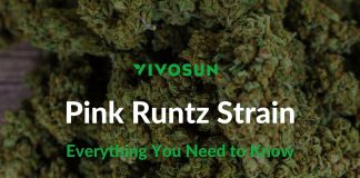 Pink Runtz Strain