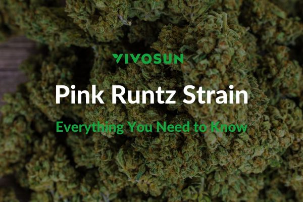 Pink Runtz Strain