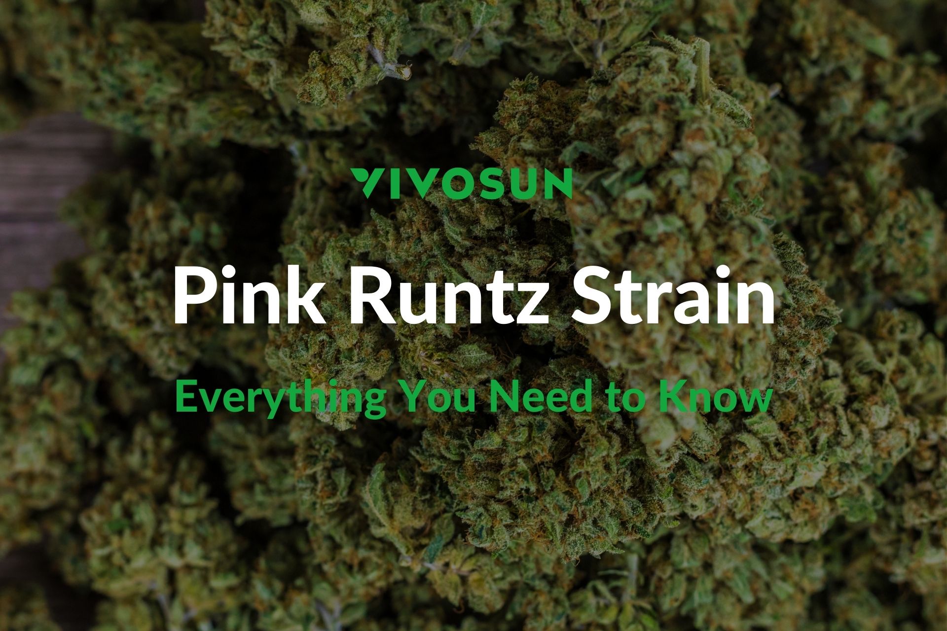 Pink Runtz Strain: Everything You Need to Know - Vivosun