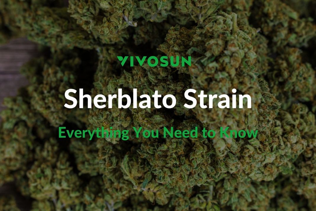 Sherblato Strain