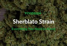 Sherblato Strain