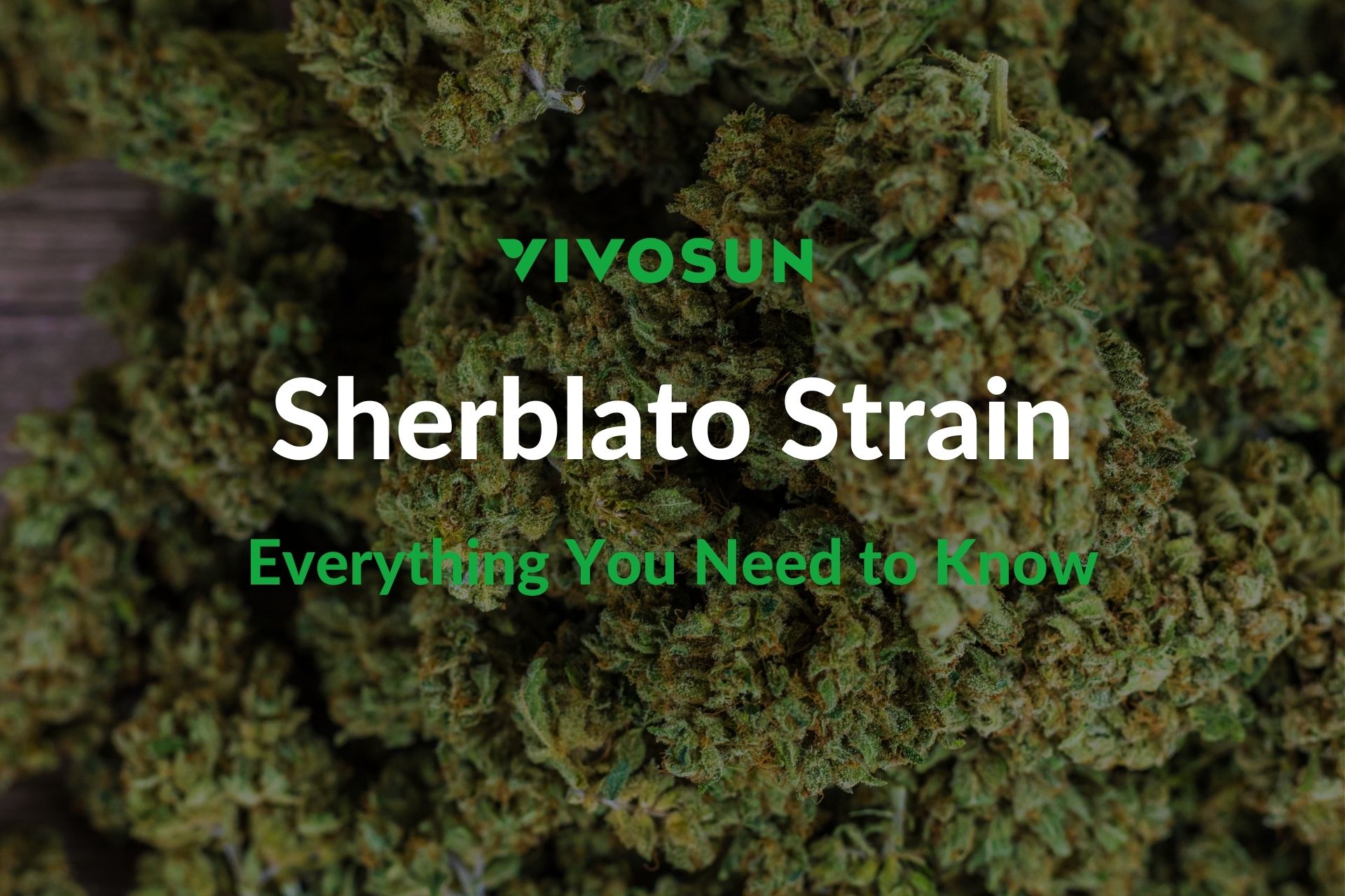 Sherblato Strain: Everything You Need to Know - Vivosun