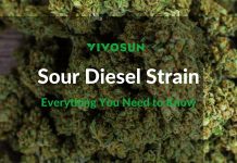 Sour Diesel Strain