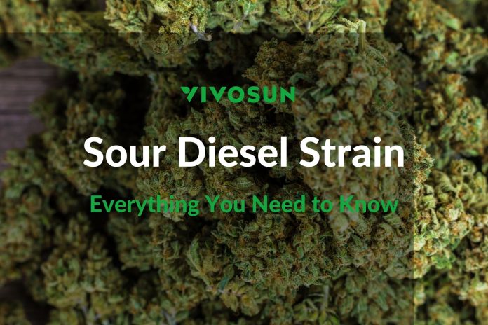 Sour Diesel Strain