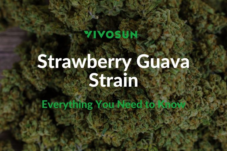 Strawberry Guava Strain: Everything You Need to Know