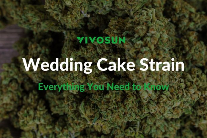 Wedding Cake Strain