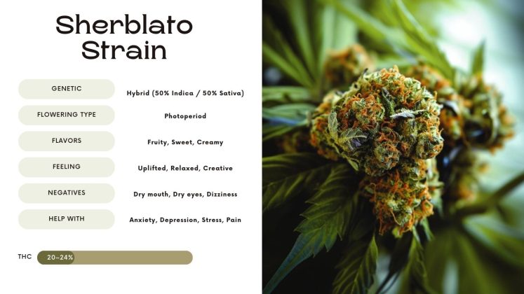 Sherblato Strain: Everything You Need to Know - Vivosun