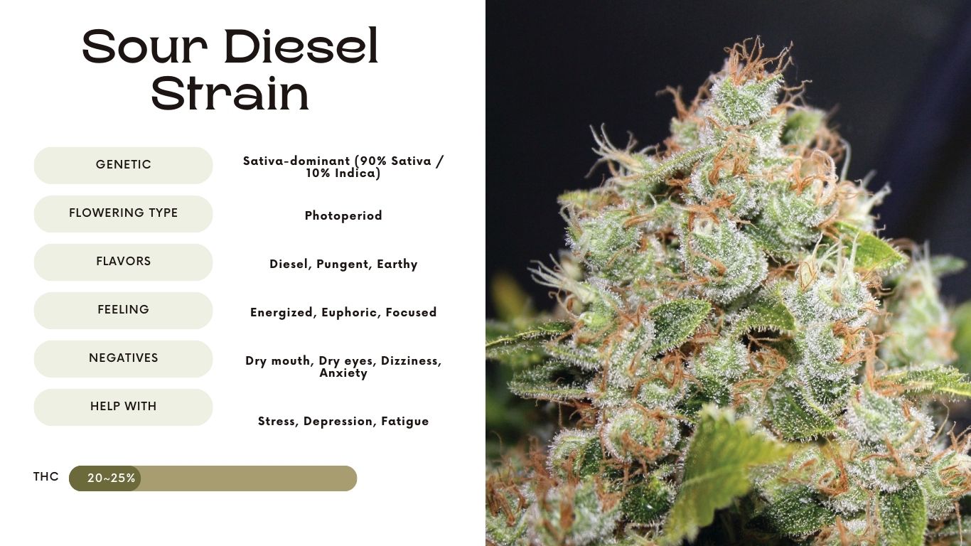 Is Sour Diesel Indica Or Sativa Sour Diesel Strain: Everything You Need to Know - Vivosun