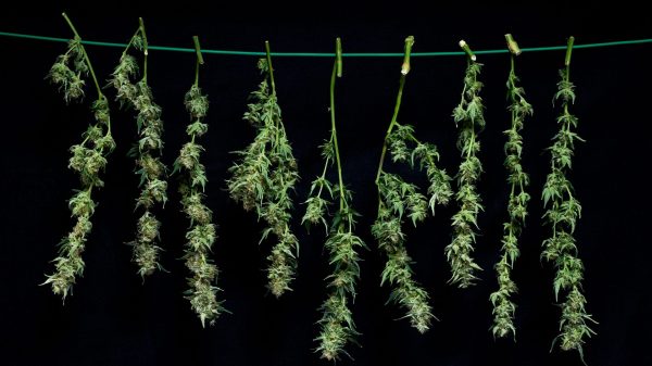 drying and curing cannabis
