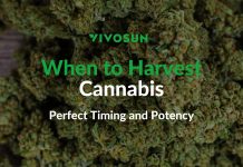 when to harvest cannabis