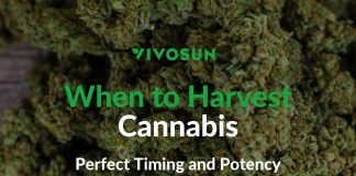 when to harvest cannabis