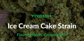 Ice Cream Cake Strain