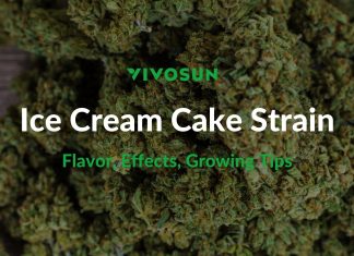 Ice Cream Cake Strain