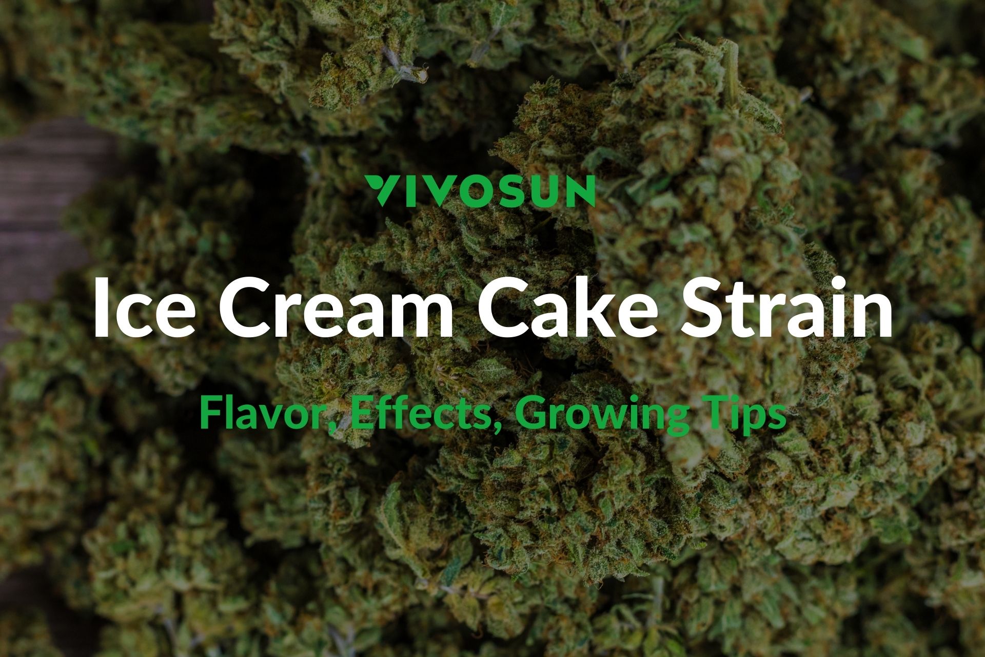 Ice cream cake strain everything you need to know vivosun