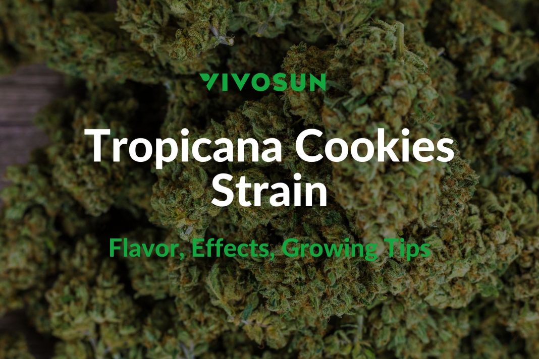 Tropicana Cookies Strain
