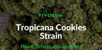 Tropicana Cookies Strain