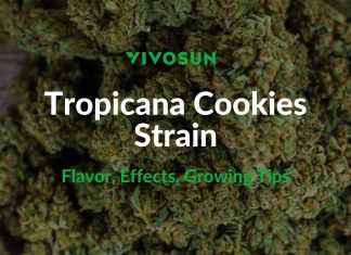 Tropicana Cookies Strain