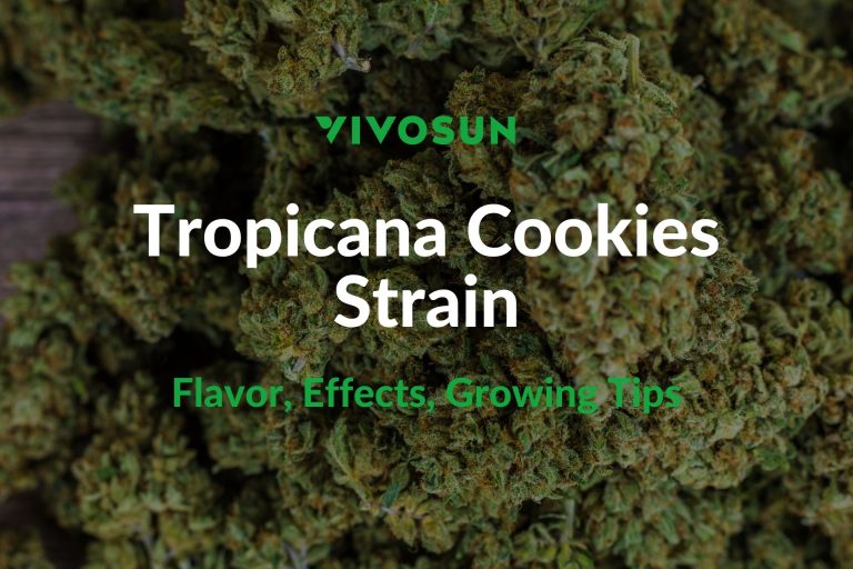 Tropicana Cookies Strain