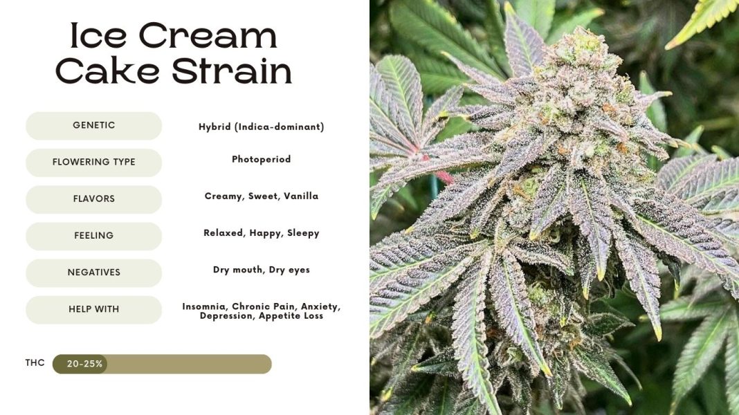 Ice Cream Cake Strain: Everything You Need to Know - Vivosun