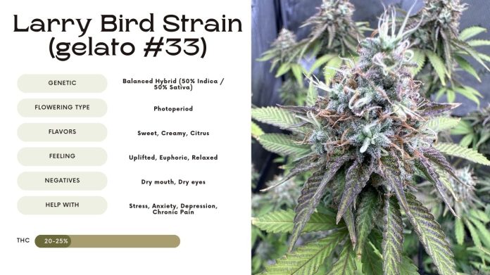 Larry Bird Strain (Gelato #33): Everything You Need to Know - Vivosun