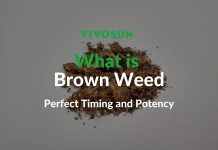 What is Brown Weed