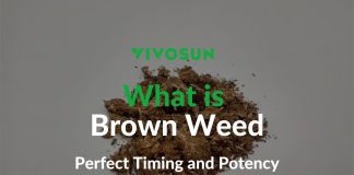 What is Brown Weed